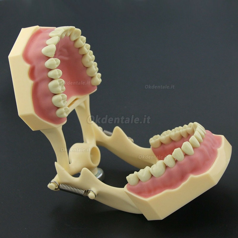 Dentale M8014-2 Typodont  Restauro Modello Frasaco Ag3 Compatibile